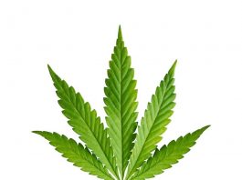 El gobernador Andrew M. Cuomo ha sido uno de los grandes promotores de la legalización de marihuana en Nueva York por los beneficios financieros que puede producir.