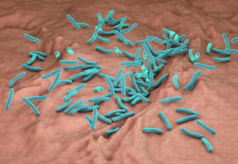 Florida registra la primera muerte de 2026 en EE.UU. por una bacteria carnívora en el mar La bacteria de la tuberculosis produce una toxina que es mortal para ella misma si no se neutraliza con una proteína antídoto