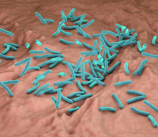 Suben a 12 las muertes por la bacteria 'come carne' en Luisiana y Florida, sur de EE.UU. La bacteria de la tuberculosis produce una toxina que es mortal para ella misma si no se neutraliza con una proteína antídoto