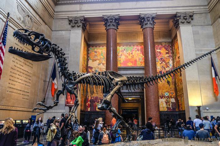 La muestra cuenta con un gran esqueleto a tamaño real, representaciones del T Rex en sus primeros días de vida.