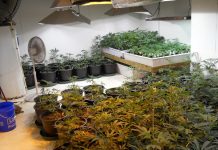 Negocio ilegal de plantaciones de marihuana en Colorado deja seis detenidos se incautaron solo en una vivienda 1.000 plantas de marihuana, con un valor callejero estimado en un millón de dólares.