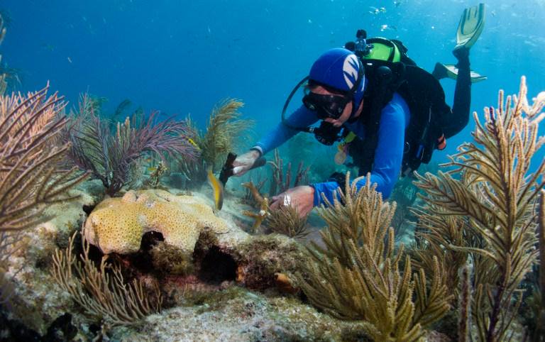 En los próximos tres años los socios de la iniciativa se proponen "plantar" aproximadamente 70.000 fragmentos de coral de variedades diversas y endémicas,.