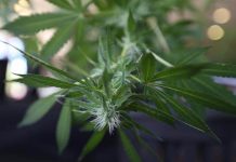 La Comisión de Narcóticos de la ONU -que concluye este viernes en Viena una reunión sobre las políticas internacionales de drogas- ha aplazado una votación clave que puede reducir las restricciones sobre el uso terapéutico del cannabis.