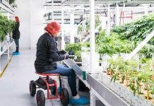 Pujante negocio de la marihuana legal carece de acceso a bancos Los bancos "odian" todo lo que signifique "incertidumbre" y por ese motivo la mayoría rehúsa trabajar con la millonaria industria de la marihuana.