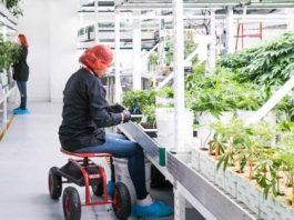 Los bancos "odian" todo lo que signifique "incertidumbre" y por ese motivo la mayoría rehúsa trabajar con la millonaria industria de la marihuana.