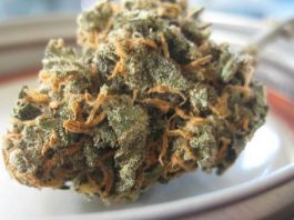 Bajo los términos del acuerdo, la marihuana tendrá un impuesto de 42 dólares por onza cuando se cultive.