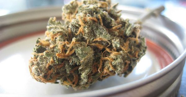 Bajo los t&eacute;rminos del acuerdo, la marihuana tendr&aacute; un impuesto de 42 d&oacute;lares por onza cuando se cultive. 