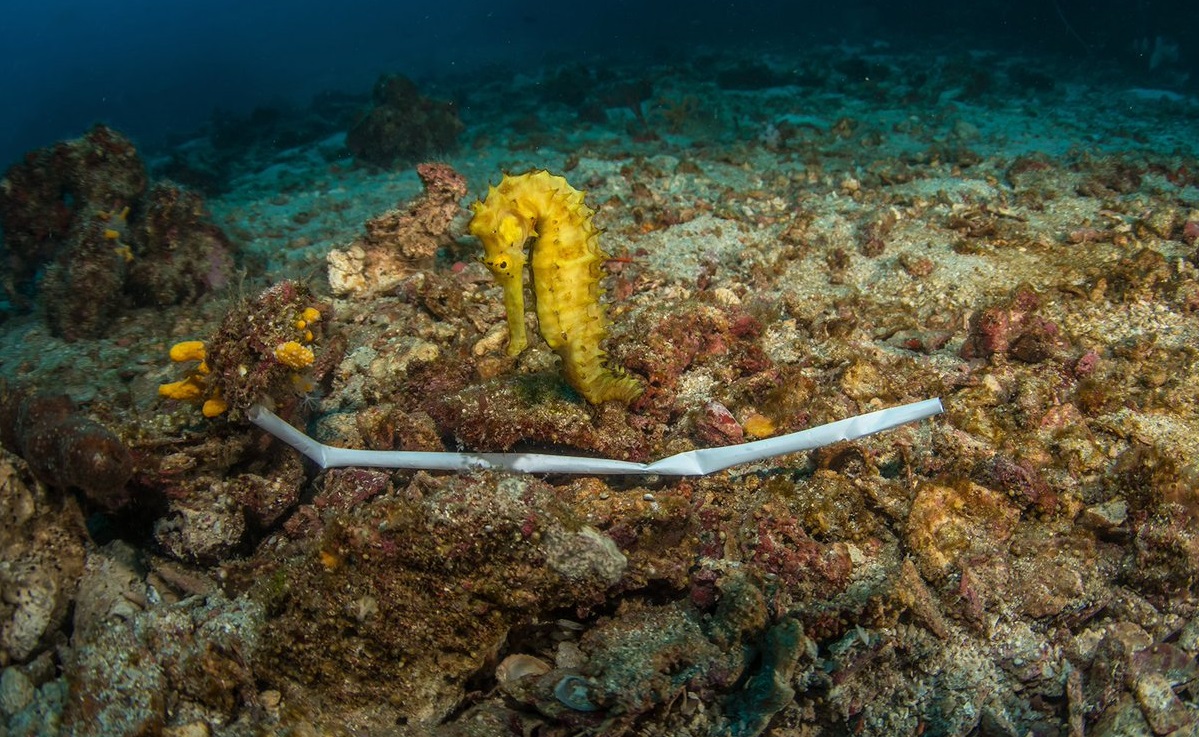 Las extinciones masivas se han producido hist&oacute;ricamente en momentos de grandes cambios clim&aacute;ticos.