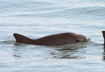 Tan solo quedan entre 10 y 15 ejemplares de la vaquita marina, un cetáceo endémico de México que habita en el Alto Golfo de California