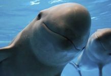 Las autoridades de México reportaron un enfrentamiento entre pescadores por la veda de la vaquita marina.