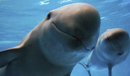 Pescadores y marinos se enfrentan por la veda de la vaquita marina en México Las autoridades de México reportaron un enfrentamiento entre pescadores por la veda de la vaquita marina.