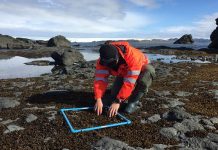 La investigación sugiere que la regeneración de CO2 que se lleva a cabo en el fondo de los océanos puede acelerarse.