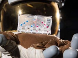 Chips que imitan en tres dimensiones tejidos y órganos humanos como el pulmón, la médula ósea y el riñón serán enviados al espacio el próximo 30 de abril