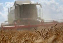 La OMC falla a favor de EEUU en disputa con China por aranceles a cereales.
