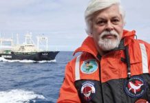 Paul Watson ha llevado a cabo numerosas iniciativas descritas como violentas para contrarrestar la pasividad de los gobiernos.