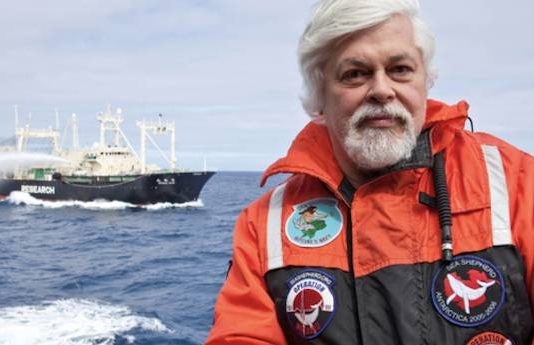 Paul Watson ha llevado a cabo numerosas iniciativas descritas como violentas para contrarrestar la pasividad de los gobiernos.