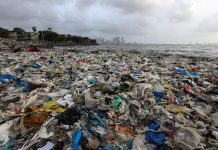 El Programa de Monitoreo de Microplásticos en las Costas, diseñado por la organización Scuba Dogs Society , permitirá controlar la magnitud de la contaminación con micro plásticos