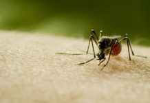 Las autoridades sanitarias de República Dominicana reportaron 106 nuevos casos de dengue en una semana.