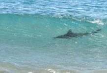 Los bomberos de Florida piden cautela tras tres heridos por dos ataques de tiburón Una niña de 10 años fue mordida en las piernas por un tiburón en una playa del condado de St. Johns, en la costa noreste de Florida, y tuvo que ser trasladada a un hospital de la zona