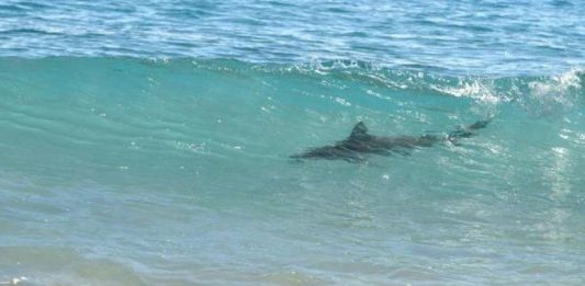 Una niña de 10 años fue mordida en las piernas por un tiburón en una playa del condado de St. Johns, en la costa noreste de Florida, y tuvo que ser trasladada a un hospital de la zona