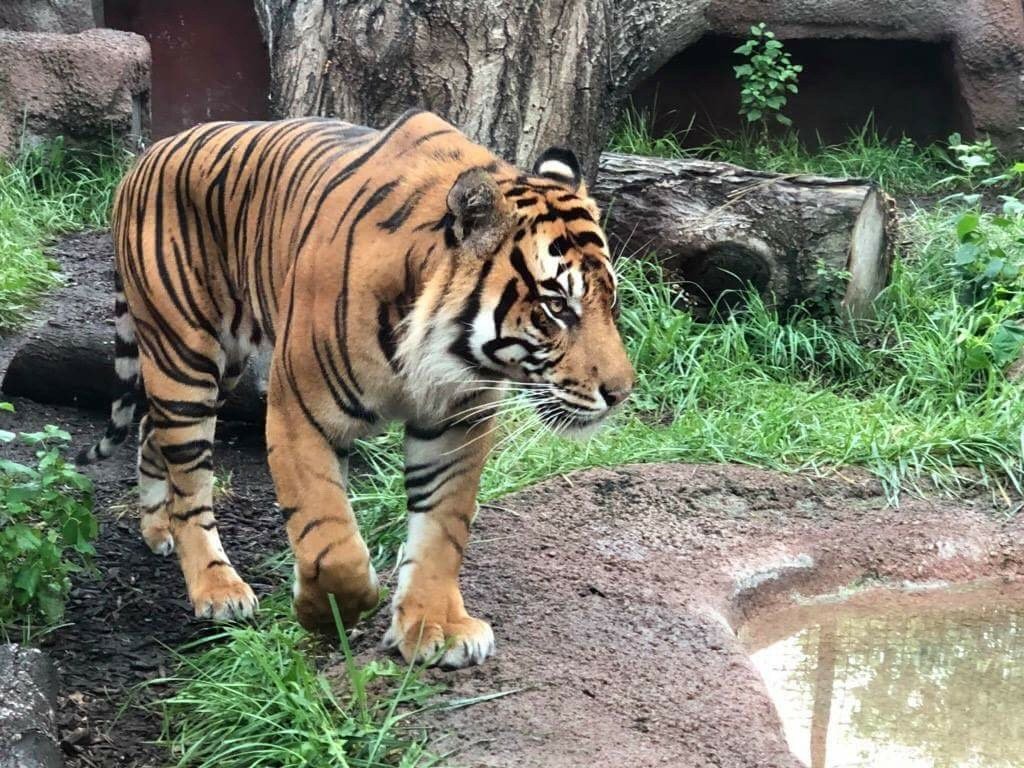 La municipalidad se&ntilde;al&oacute; que los tigres no andan libres y que el lugar sigue abierto.