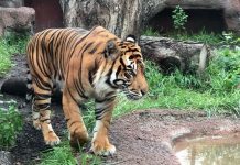 La municipalidad señaló que los tigres no andan libres y que el lugar sigue abierto.