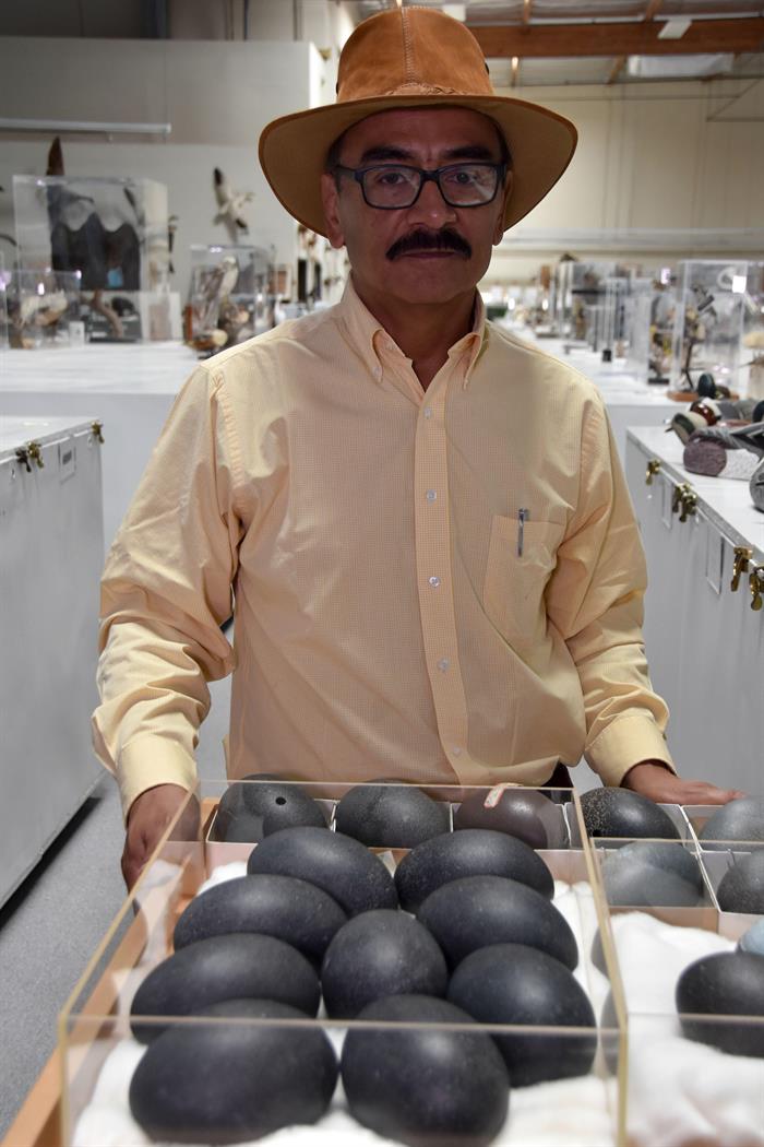 René Corado, mientras muestra unos huevos de Emu de Australia (Dromaius novaehollandiae).