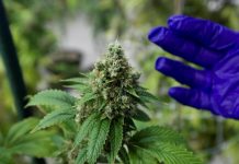 Eliminarán pago impuesto de solicitud licencias de cannabis medicinal en Puerto Rico Rosselló firmó la Ley para manejar el estudio, desarrollo e investigación del cannabis.