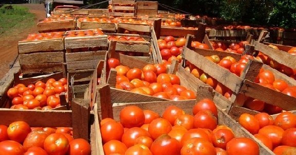 El Gobierno de M&eacute;xico inform&oacute; que los productores mexicanos seguir&aacute;n negociando para lograr un acuerdo de exportaci&oacute;n.