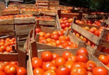 El Gobierno de México informó que los productores mexicanos seguirán negociando para lograr un acuerdo de exportación.