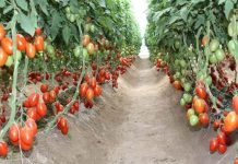 El Gobierno de México criticó las "condiciones extremas" que Estados Unidos quiere imponer al comercio de tomate mexicano.