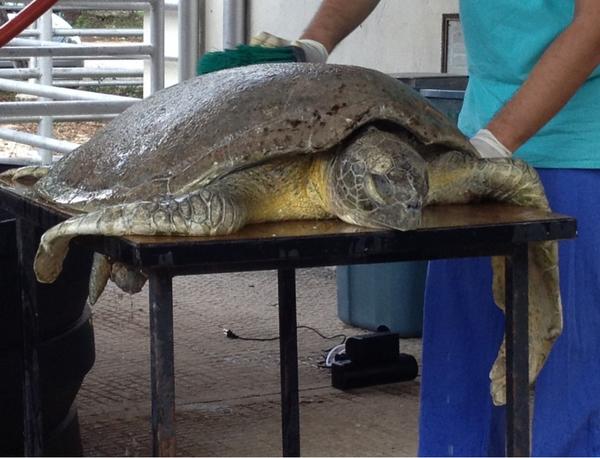 El ejemplar de tortuga verde, que se encuentra en peligro de extinci&oacute;n, fue rescatado por un pescador artesanal en Buenos Aires, quien la traslad&oacute; al centro de rescate.