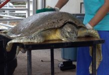 Tortuga rescatada en Argentina muestra el problema de basura en los océanos El ejemplar de tortuga verde, que se encuentra en peligro de extinción, fue rescatado por un pescador artesanal en Buenos Aires, quien la trasladó al centro de rescate.