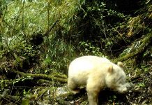 La fotografía del animal, que también tiene los ojos rojos, fue tomada por una cámara de infrarrojos situada a más de 2.000 metros de altitud.