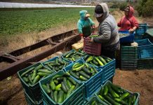 Los productos agrícolas representaron unos 20.000 millones de dólares, siendo México el segundo mercado de Estados Unidos.
