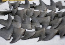 Canadá se convirtió en el primer país del mundo en prohibir la importación y exportación de aletas de tiburón.