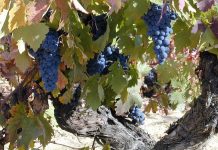 Hacer buen vino, una obsesión milenaria "Para la industria vitivinícola actual, estos resultados podrían arrojar luz sobre el valor de algunas variedades de uva que en el pasado fueron muy valoradas por los antiguos amantes del vino".