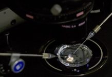 Mutación genética hecha a gemelas contra el VIH aumenta la mortalidad Mutación genética hecha a gemelas contra el VIH aumenta la mortalidad.