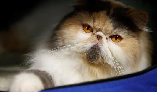 Nueva York quiere prohibir la extirpación de las uñas de los gatos La nueva ley prohibiría la extirpación de las uñas, conocida técnicamente como desungulación.