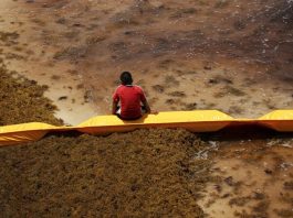 El Gobierno de México está abordando la llegada del sargazo en las playas del Caribe como un "problema de Estado"