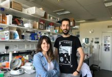 Constatan la relación entre una flora intestinal sana y la longevidad Un equipo científico de la Universidad española de Oviedo, demostró que el mantenimiento de flora intestinal sana mejora la esperanza de vida de ratones con envejecimiento acelerado.
