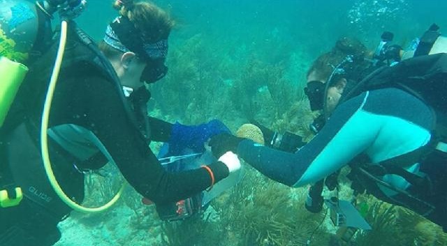 Las especies extraídas del mar en las Marquesas y Dry Tortugas son prioritarias para preservar la diversidad genética.