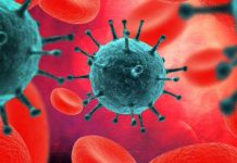 Al bloquear la señal, las células del sistema inmunológico "devoraron" las células destructoras en ratones infectados con células cancerosas humanas.