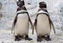 Rio y Eduardo son una pareja de pingüinos del mismo sexo -ambos varones- que habitan en el Zoo de San Francisco.