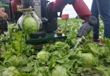 Un robot puede distinguir ya entre las lechugas que están listas para ser cortadas y aquellas que no