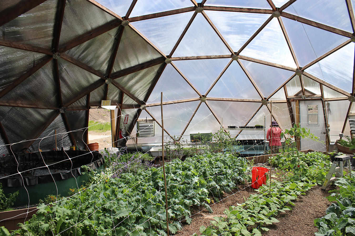 El Cloud City Conservation Center cultiva vegetales en Leadville, Colorado, y los vende como parte de un programa que ayuda a 30 familias de bajos recursos para que reciban una caja de estos productos saludables. (MARKIAN HAWRYLUK/KHN)