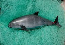 "Se calcula que mínimo se mueren 300.000 a 400.000 individuos de mamíferos marinos en redes de pesca".
