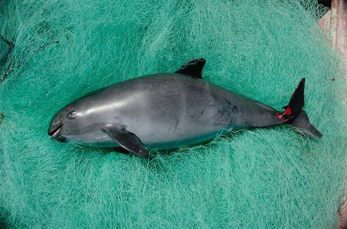 "Se calcula que m&iacute;nimo se mueren 300.000 a 400.000 individuos de mam&iacute;feros marinos en redes de pesca".
