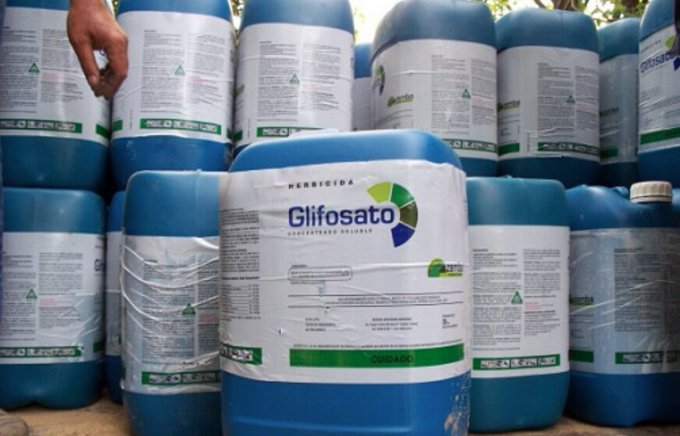 "Recomendamos que termine la exposición de poblaciones al glifosato", señaló en un comunicado el organismo, con sede en Londres.