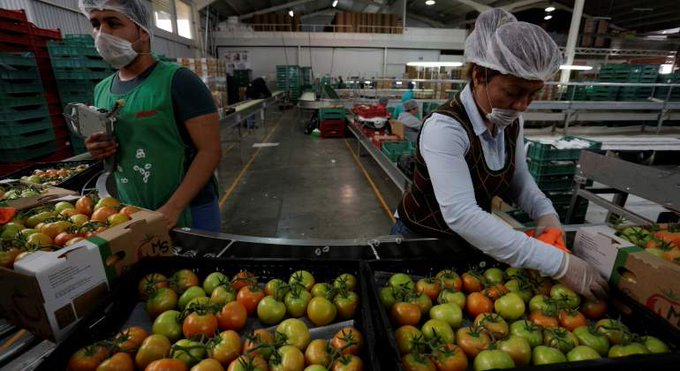 El conflicto por el comercio del tomate mexicano comenz&oacute; el pasado 7 de mayo, cuando EE.UU. impuso aranceles del 17,5 % a los tomateros de M&eacute;xico.